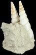 Fossil Gastropod (Haustator) Cluster - Damery, France #62506-1